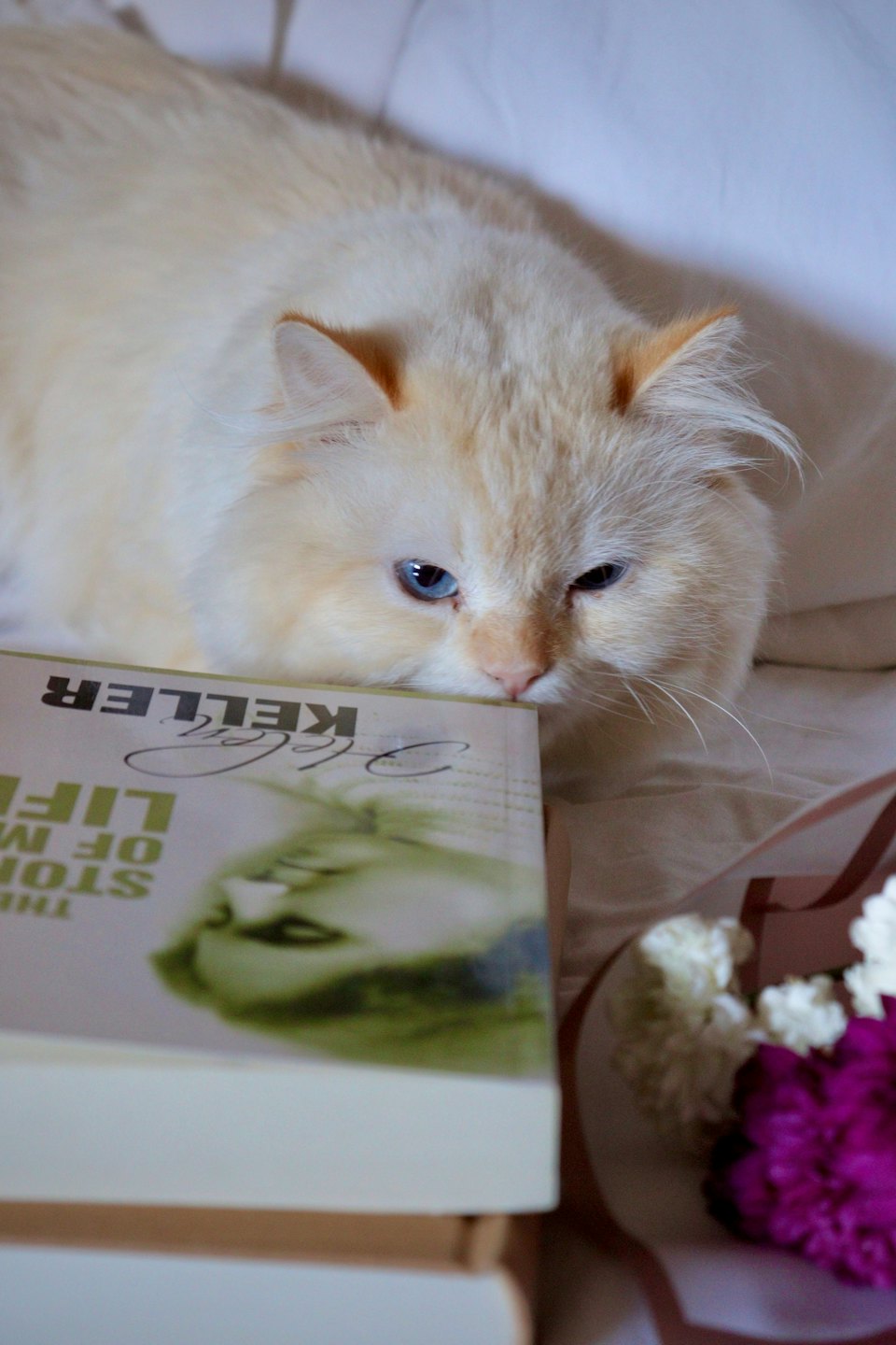 A fluffy flame point cat rests its head on an open book.