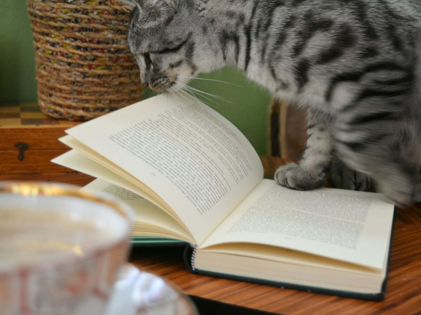 A grey tabby cat sniffing the pages of an open book.