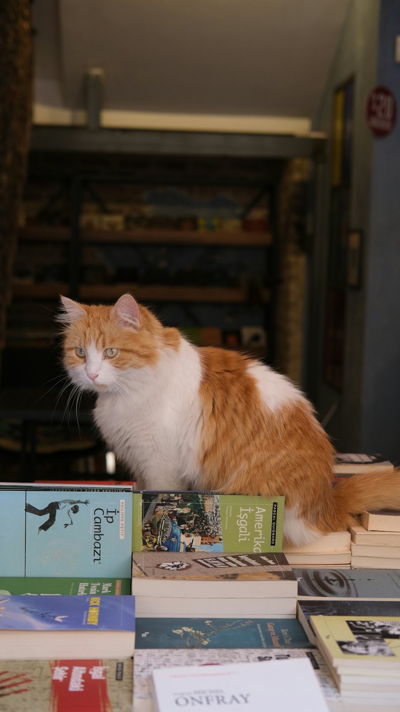 An orange and white cat sits atop a stack of books.